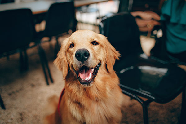 Dog Smiling